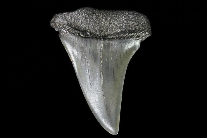 Fossil Mako Shark Tooth - Georgia #75025